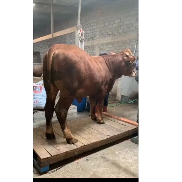 

Sapi Limousin 500kg Termurah Timbangan Real