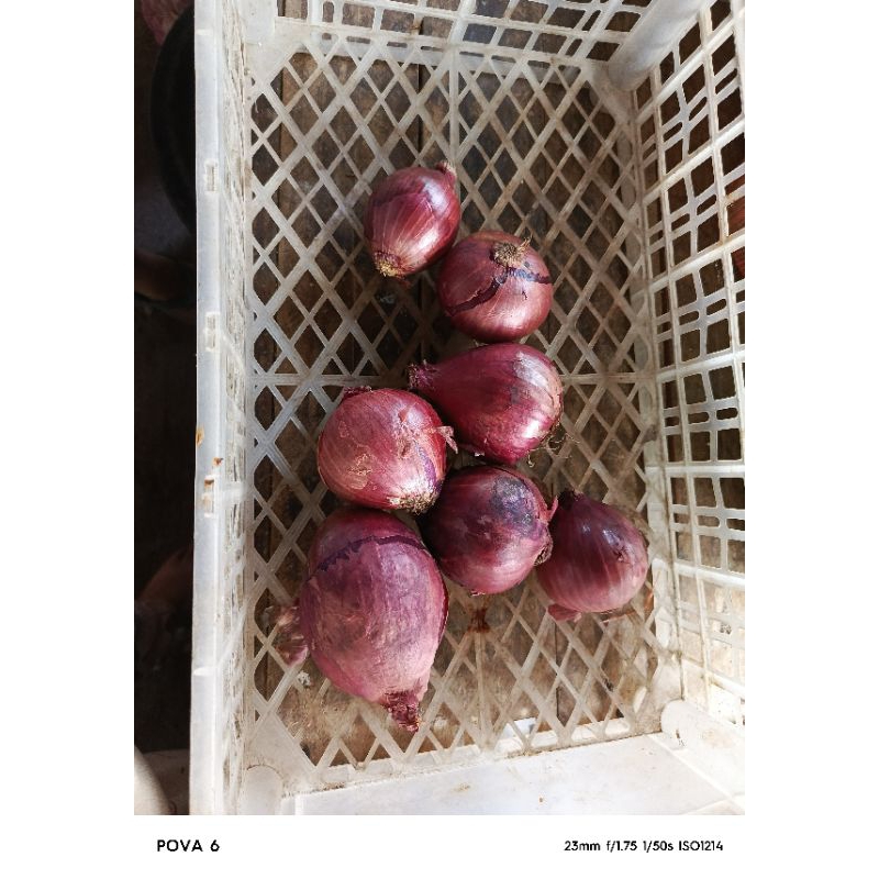 

jual bombay merah 1 kg