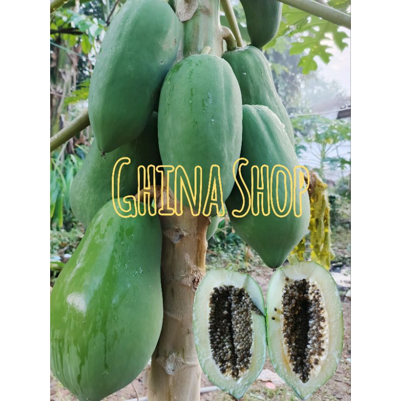 

Pepaya Muda untuk sayur / oseng Fress 1 kg