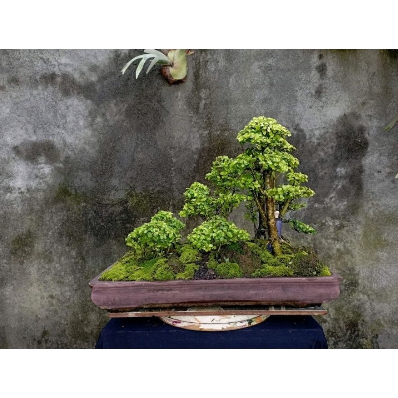 Bonsai legistrum golden gruping / panorama siap pajang