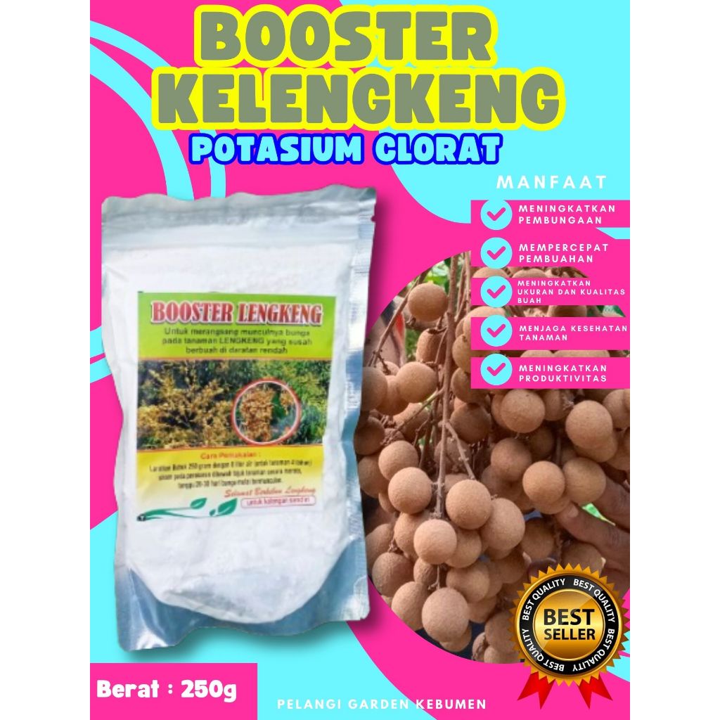 PALING DICARI  Pupuk Buah Kelengkeng Cangkok, Pupuk Buah Kelengkeng Cangkok Batang Besar Berbuah