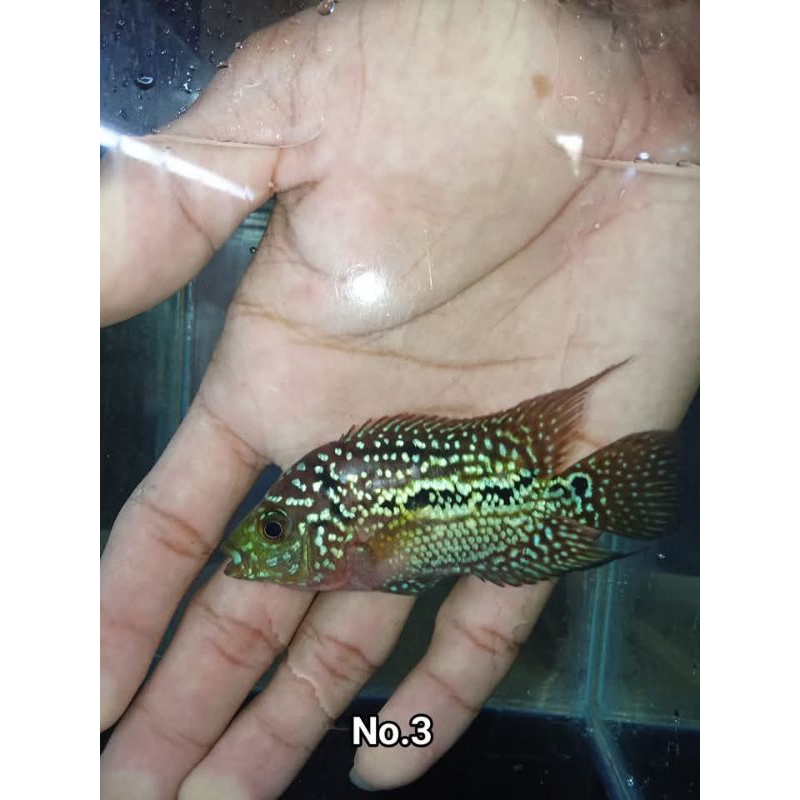 bahan kamfa f2 ORI Thailand ikan louhan