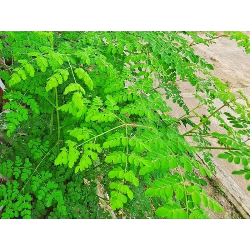 

Daun Kelor Segar 250gr