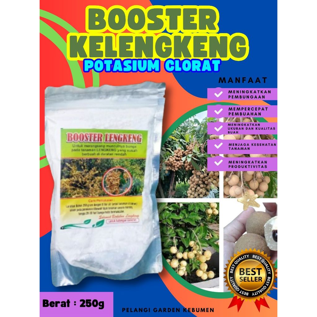 BERBUAH LEBAT..   Booster Kelengkeng New Kristal Cangkok, Booster Kelengkeng New Kristal Berbuah