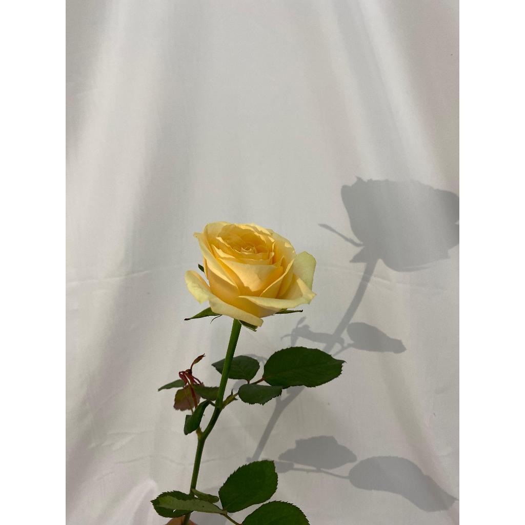 Bunga Mawar Potong Warna Peach Salem / Mawar Perpotong / Mawar Pertangkai