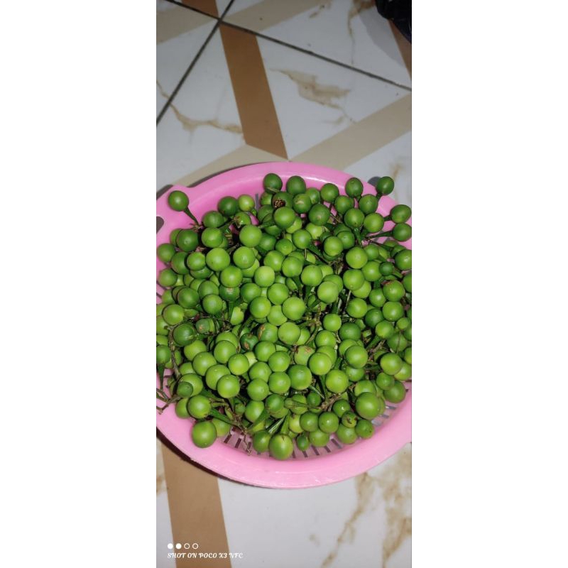 

CEPOKAK SEGAR BARU PETIK / TAKOKAK/LALAPAN 300g