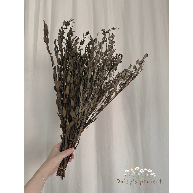 eucalyptus kering dried eucalyptus