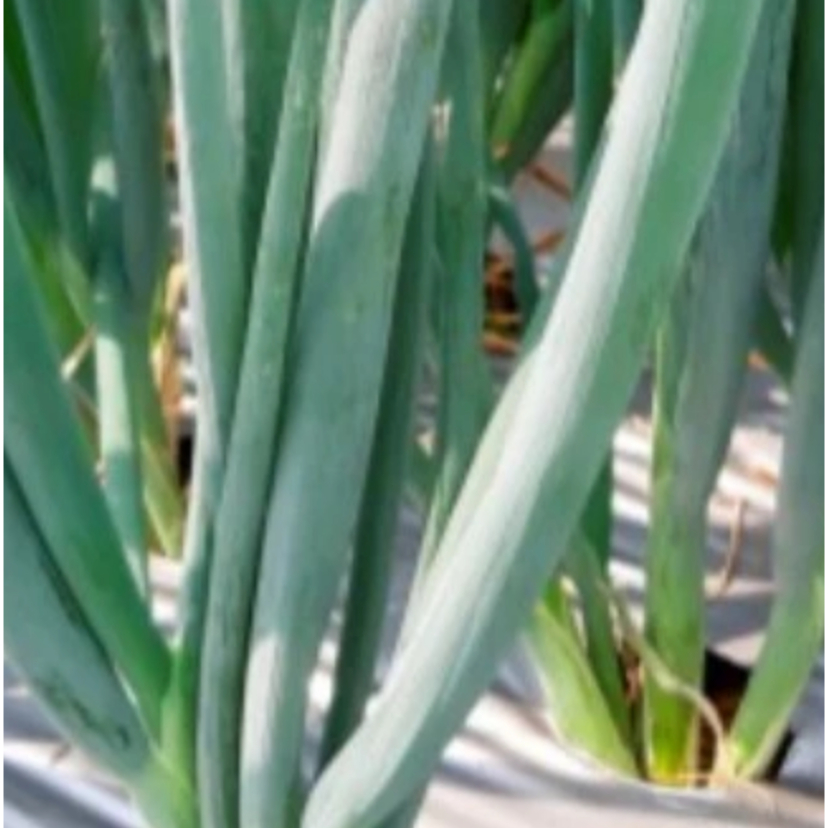 Benih Daun Bawang / Bawang Prei – Bibit Sayur Aromatik