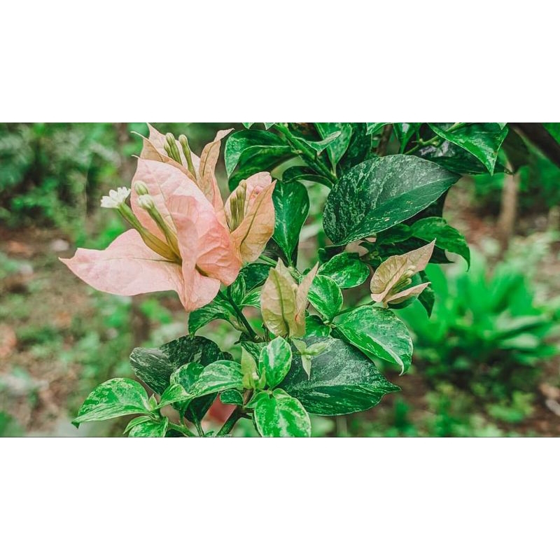 bougenville sakurA tiger