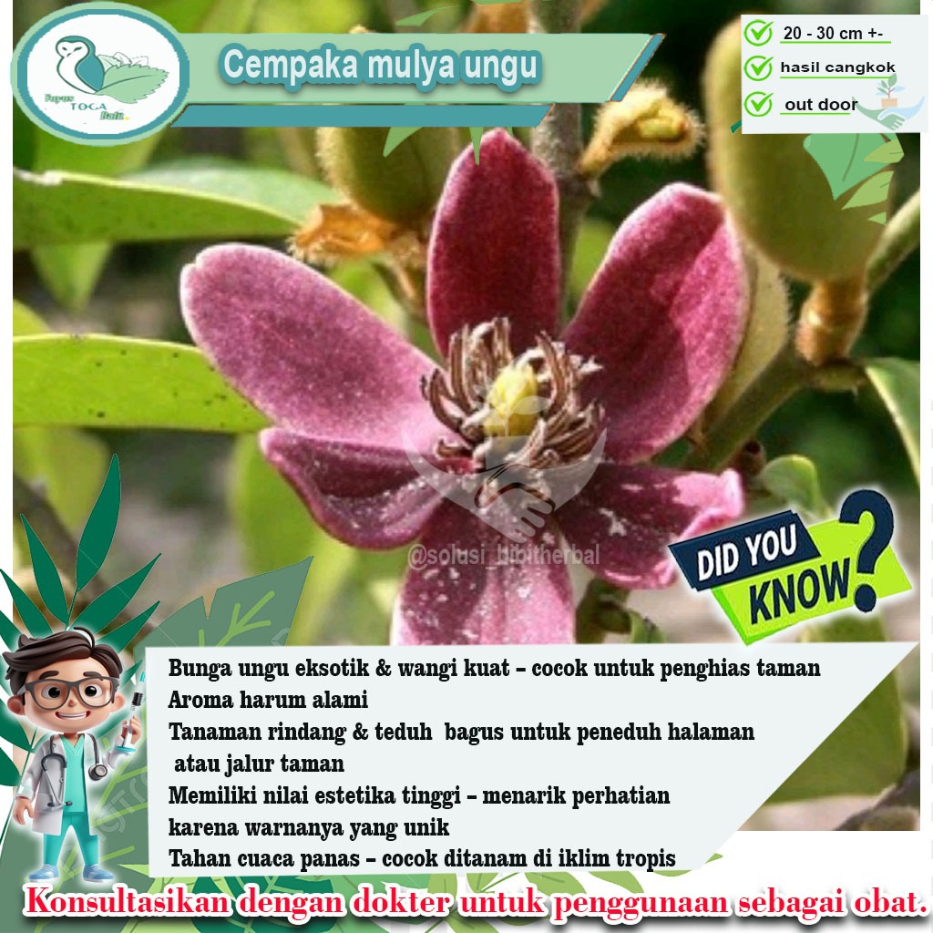 Cempaka Mulya Ungu – Bunga Elegan dengan Keharuman yang Memikat