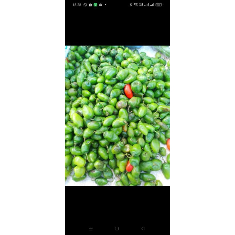 

cabe gendot kemasan 400g-1kg