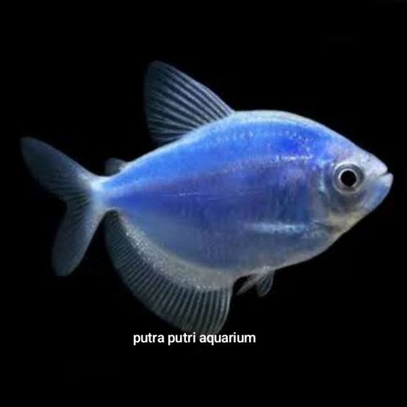 hiasan aquarium Glofish tetra biru