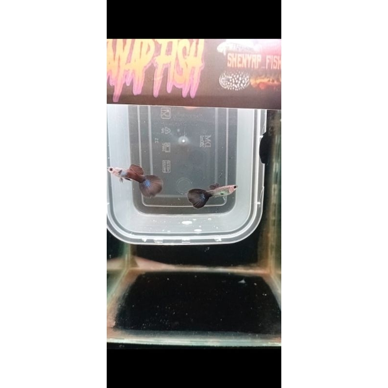 

Kerdus Packing - HB Blue