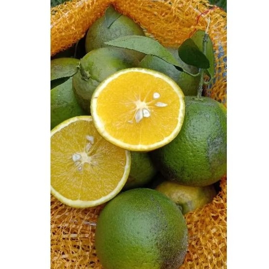 

BUAH JERUK BABY JAVA , JERUK BABY JAVA MANIS MALANG BERAT 5KG