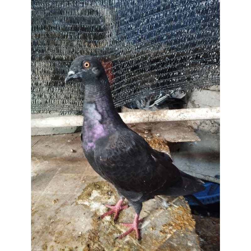 SATUAN MERPATI POS RACING/JAWA SUNGUT