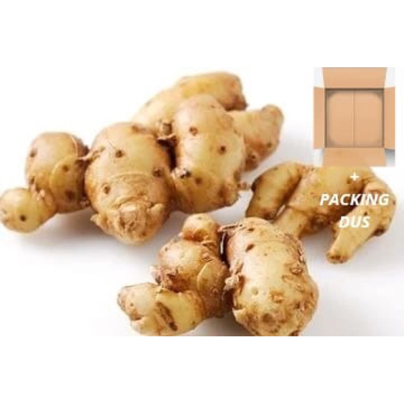 

kencur segar bumbu seblak 1kg