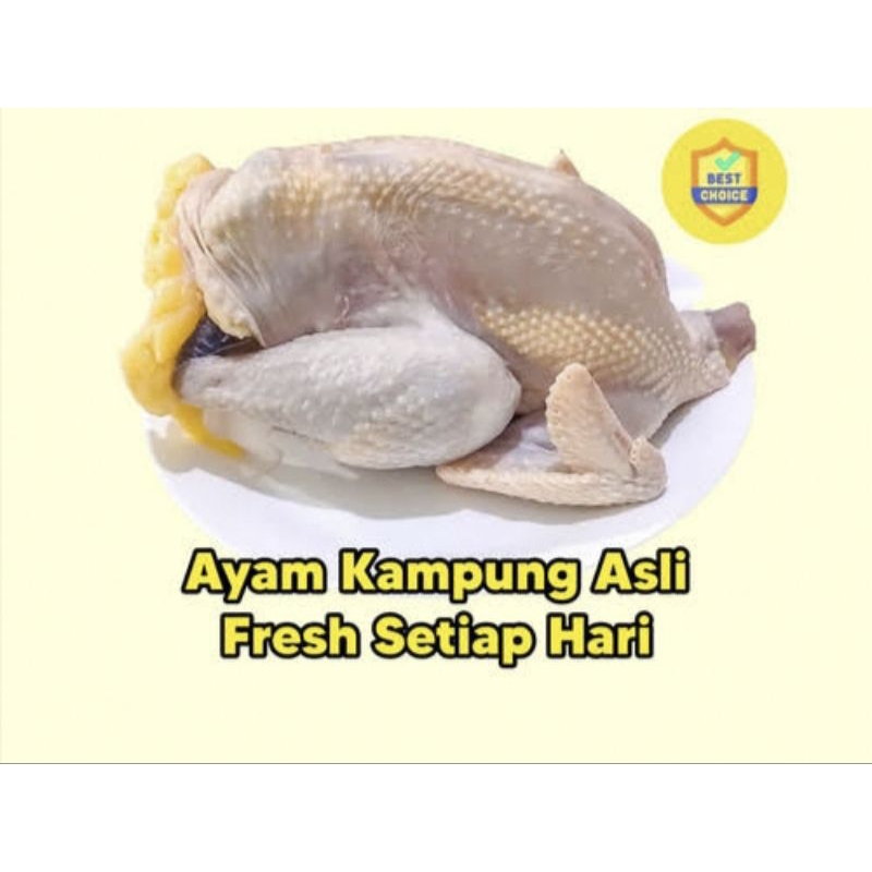 

Ayam kampung pasar pagi flamboyan -+3kg/ ayam kampung segar -+3kg