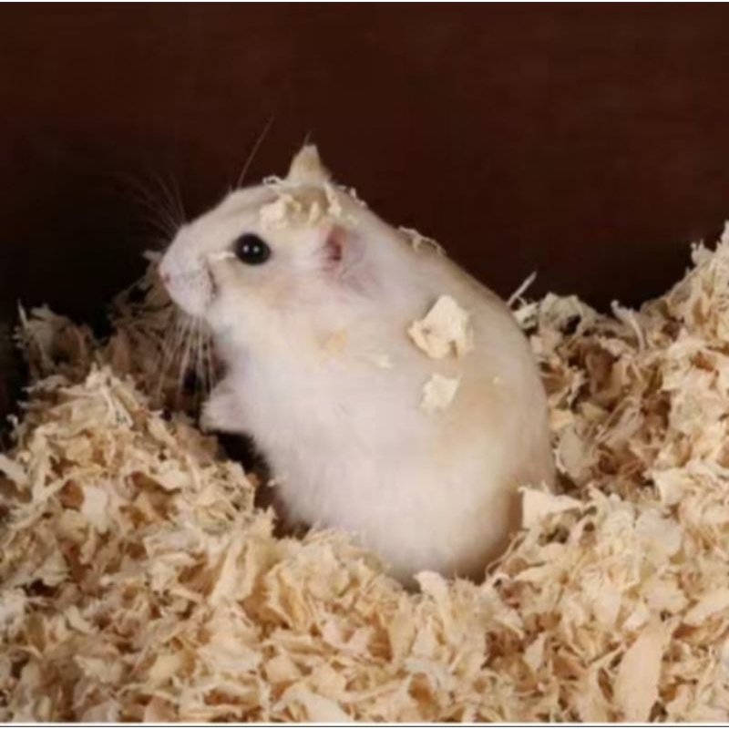 serbuk kayu hamster 1kg