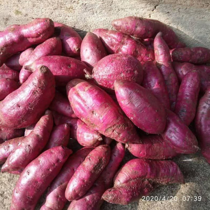 

Beli Telo Ungu / Ubi Ungu / Ubi Jalar Ungu 1kg