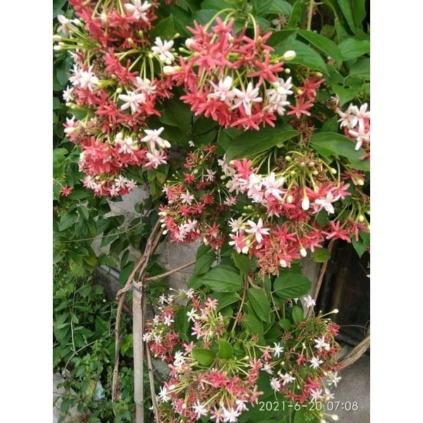 Tanaman Hias Bunga Melati Belanda Tumpuk / Melati Belanda Tumpuk Wangi