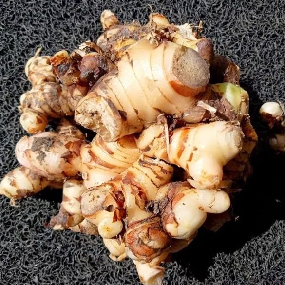 

LENGKUAS LAOS SEGAR FRESH DARI KEBUN