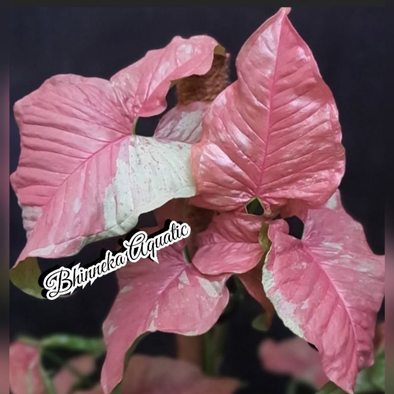Syngonium Pink Candy Tanaman Hias Bunga Murah Ekonomis
