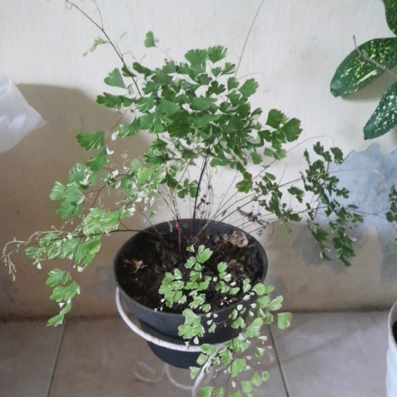 suplir eftopia varigata