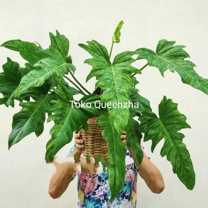 Philodendron dragon varigata