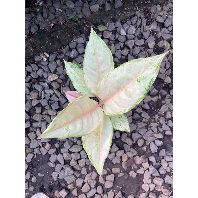 Aglonema Cinderella Tanian Lokal