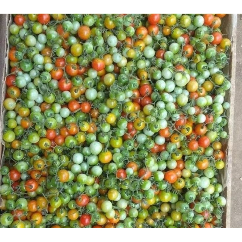 

Buah rampai tomat kecil Sumatra Sumatera Lampung untuk Sambal isi 250 gr per pak