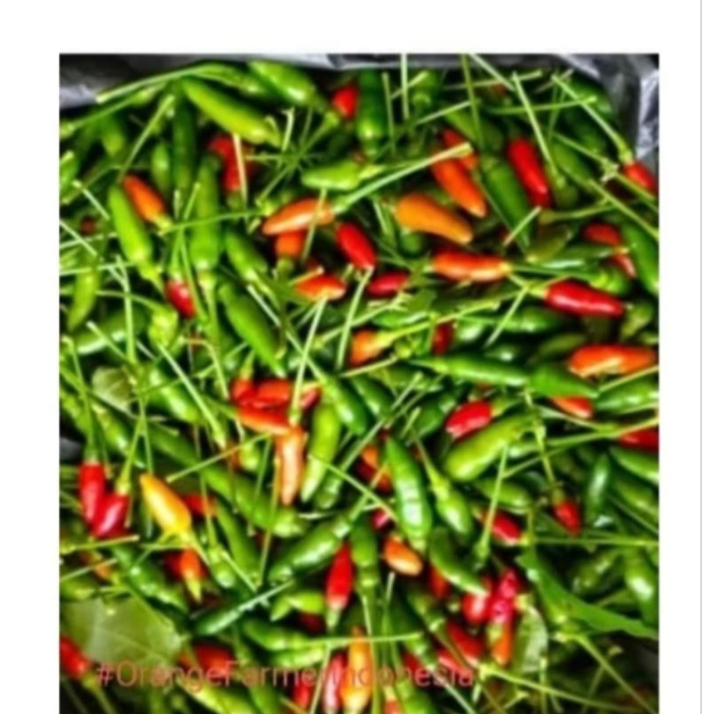 

Cabe gunung cabe rawit 1kg 132rbu
