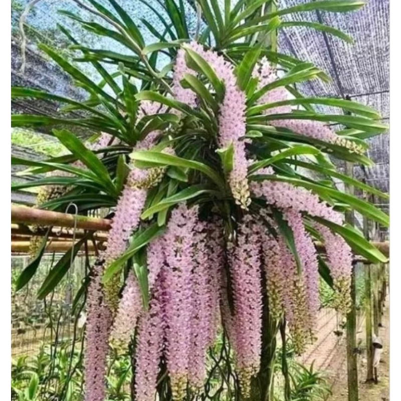 ANGGREK RETUSA /ekor tupai JUMBO/Anggrek ekor tupai dewasa siap berbunga