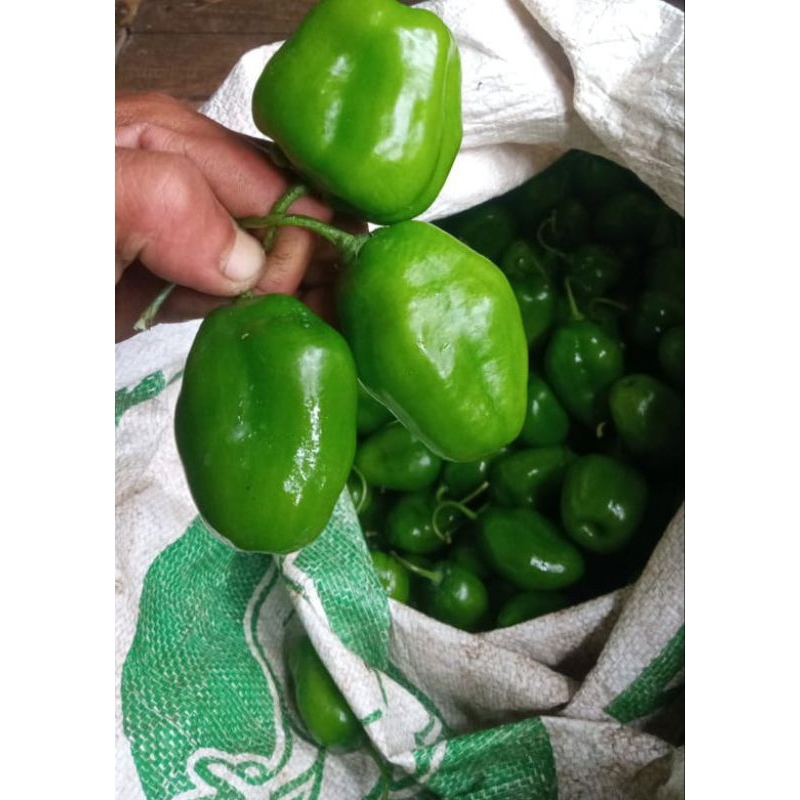 

cabe gendot asli Pangalengan 1kg