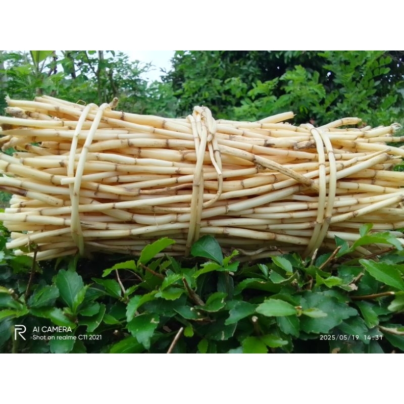 

Produk Asli Rk Herbal Shop 500 Gram Akar Alang-alang Segar lHerbal Alami