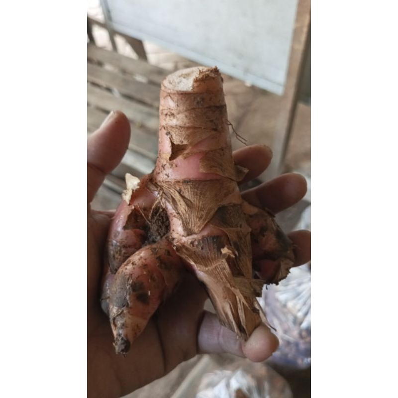 

Lengkuas atau Laos Merah