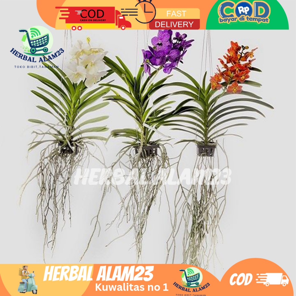 Paket 3 Anggrek Vanda dewasa siap berbunga/Anggrek vanda ungu
