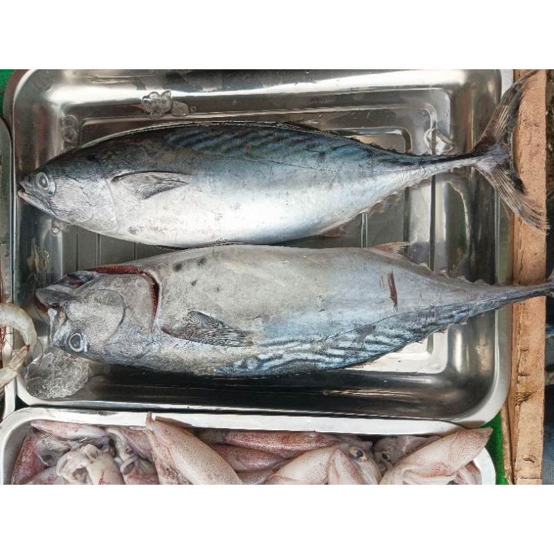 

ikan tongkol batik fresh seafood 600/700g