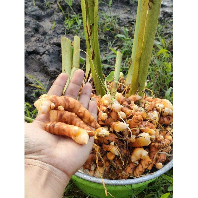 

Kunyit segar 500 gram