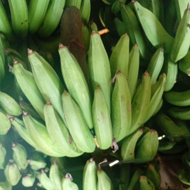 

pisang nangka mentah per kg