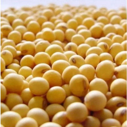 

Kacang Kedelai Lokal F1 Super 500g