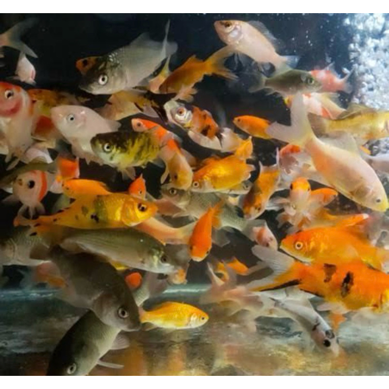 Ikan Mas Pakan Ikan Predator