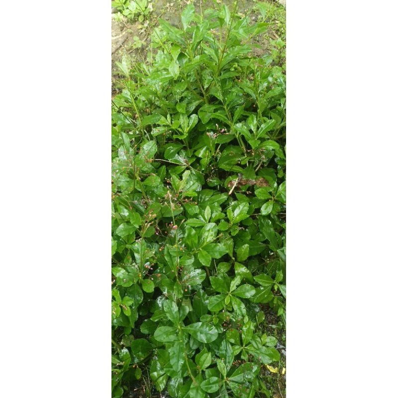 Bibit Ginseng Jawa / Ginseng Lokal