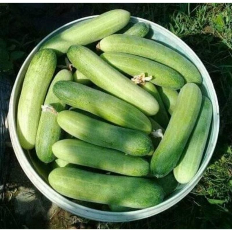 15 Biji benih Timun lalap VANESA Panah Merah