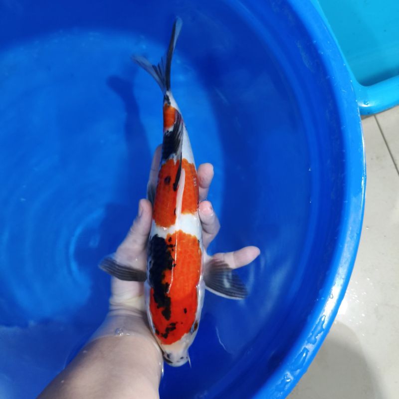 Ikan Koi Jenis Showa Sanshoku Ukuran 32CM Pola 3 Step, Pola Bagus