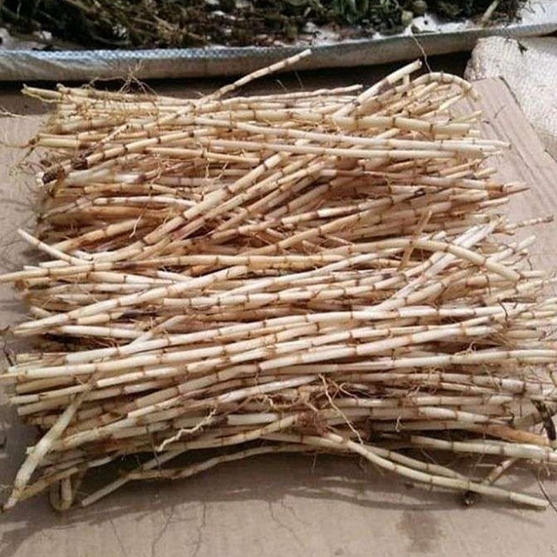 

1KG Akar Alang Alang Akar Ilalang