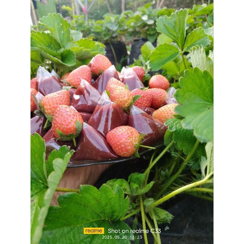 

dodol stroberi asli