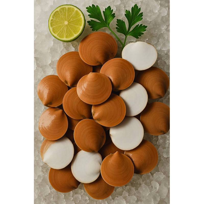 

Kerang simping fresh | kerang seafood | 1kg