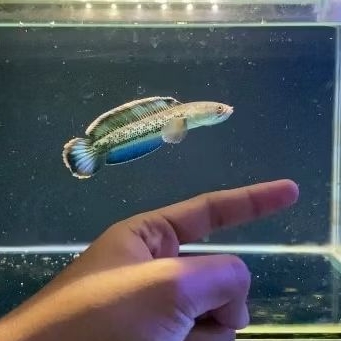 (COD) STEWARTII FULLDOT GRADE A++