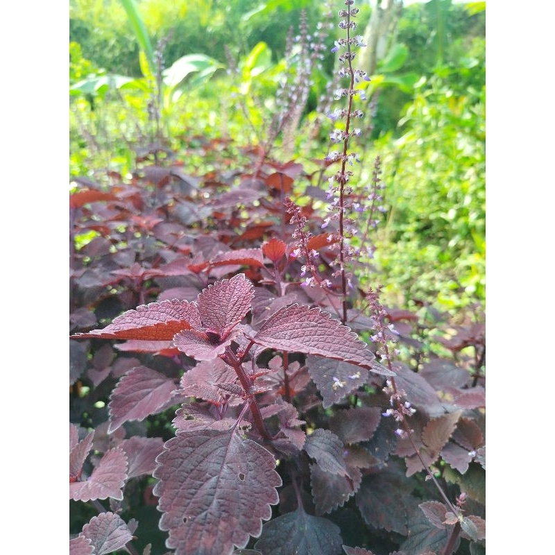 

Daun jawer kotok 10 lembar segar