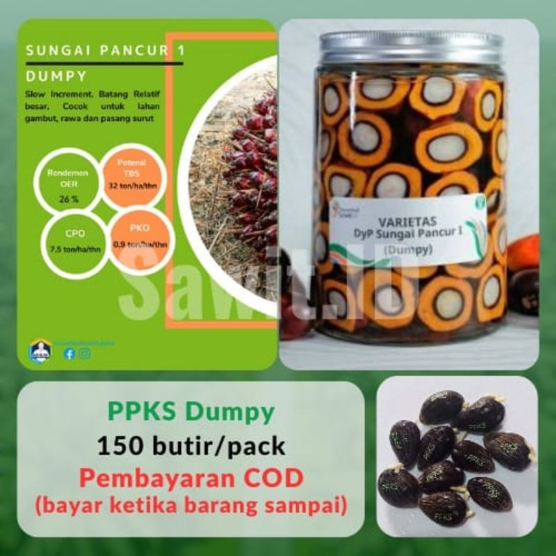 (TERLARIS NO.1) PPKS MARIHAT DUMPY | Bibit Benih  Kecambah Kelapa Sawit Unggul | 150 Butir | COD